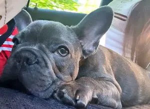 Französische Bulldogge Welpe Blue