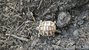 Landschildkröte NZ 2024