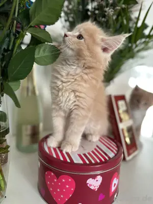 Maine Coon Auszugsbereit!!!