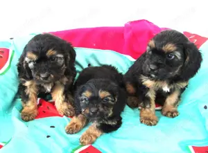 Cavapoo Welpen mit Ahnentafel