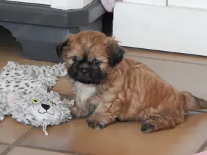 Shih Tzu Mix Welpen suchen liebevolles Zuhause