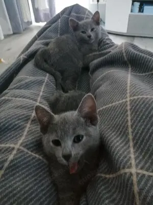 Baby Katzen zu verkaufen 