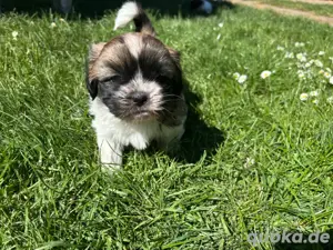 Reinrassige Shih Tzu Welpen
