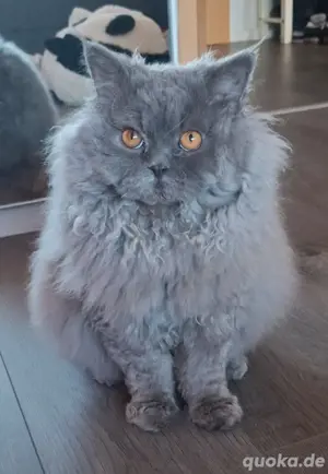 Deckkater 
