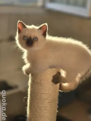 Bkh Blh Kitten