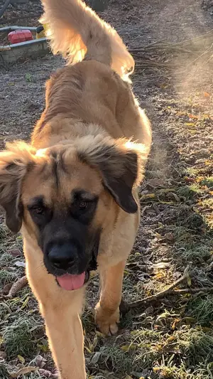 Germanischer Bärenhund in erfahrene Hände abzugeben