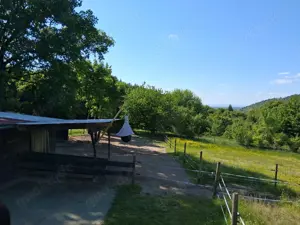 Offenstallplatz für Stute frei