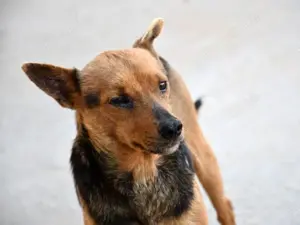 Ghiro sucht sein Zuhause Bild 3