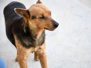 Ghiro sucht sein Zuhause Bild 5