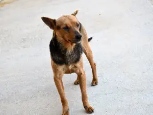 Ghiro sucht sein Zuhause Bild 4