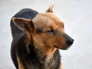 Ghiro sucht sein Zuhause Bild 6