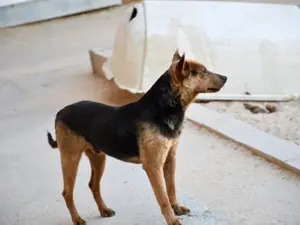 Ghiro sucht sein Zuhause Bild 2