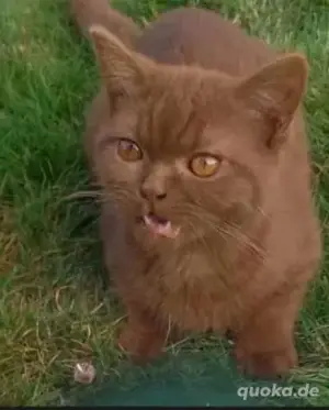 Bkh  chocolate Kitten 