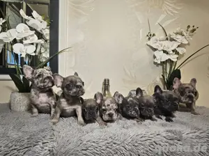 Französische Bulldoggen Welpen
