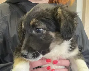 Hilda, PS in Ungarn, ist ein aufgeschlossenes, fröhliches und neugieriges Hundemädchen. Bild 3