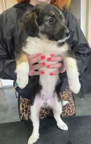 Hilda, PS in Ungarn, ist ein aufgeschlossenes, fröhliches und neugieriges Hundemädchen. Bild 5
