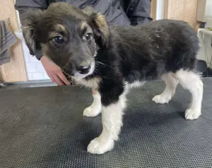 Hilda, PS in Ungarn, ist ein aufgeschlossenes, fröhliches und neugieriges Hundemädchen. Bild 6