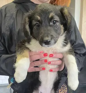 Hilda, PS in Ungarn, ist ein aufgeschlossenes, fröhliches und neugieriges Hundemädchen. Bild 2