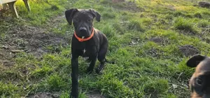 Saupacker Cane Corso Italiano