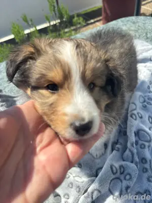 Bärenhafte Sheltiewelpen