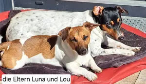 Jack-Russell-Terrier Welpen tricolor