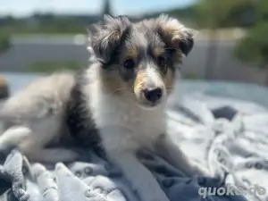 Traumhafte Sheltiewelpen