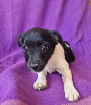 Jack Russel Mix Kaya 