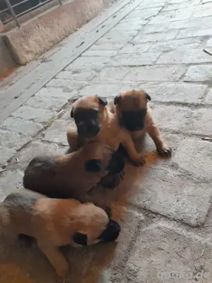 Malinois Welpen 