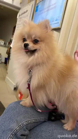 Pomeranian zwergspitz Typ boo 