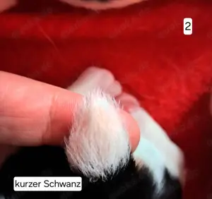 Jack-Russell-Terrier Welpen tricolor Bild 5