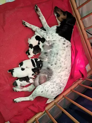 Jack-Russell-Terrier Welpen tricolor Bild 2