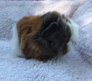 Peruaner Meerschweinchen Böckchen