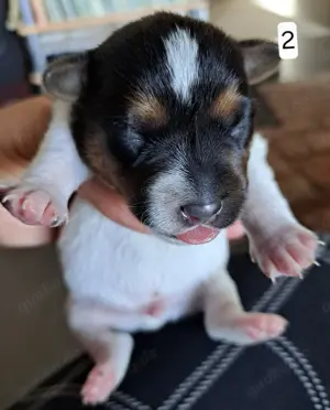 Jack-Russell-Terrier Welpen tricolor Bild 6