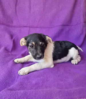 Cherry sucht ein Zuhause 