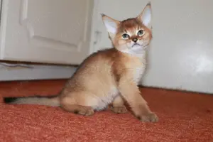 Wunderschöne Chausie-Kitten zu verkaufen!
