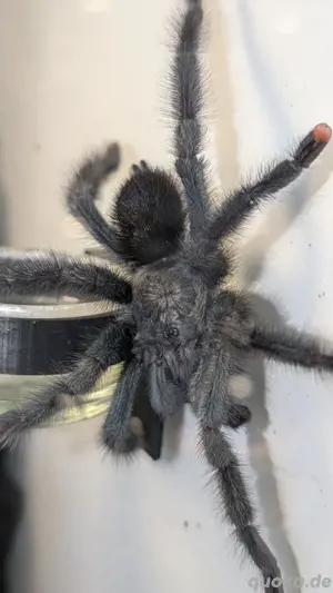 1.0 Avicularia geroldi Vogelspinne