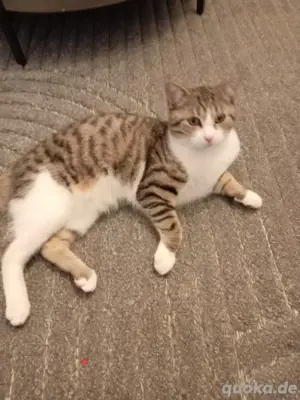 Liebevolle Europäische Kurzhaarkatze sucht neues Zuhause