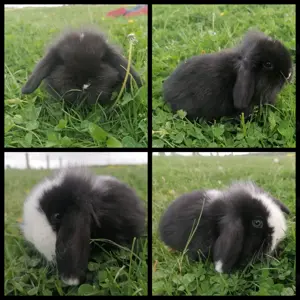 Mini Lop Zwergwidder suchen 