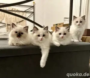 Wunderschöne Ragdoll Kitten mit Stammbaum - aus liebevoller Familienaufzucht