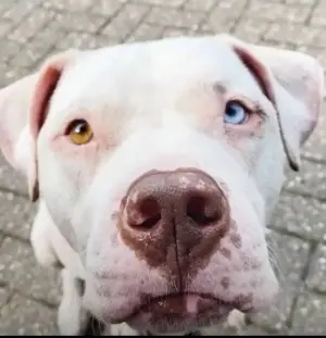 Liebevolles Zuhause gesucht für treuen Begleiter 