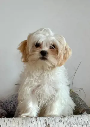 süße kleine Maltipoo welpen abzugeben 