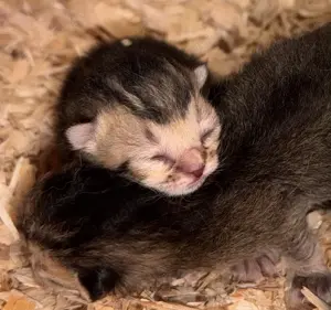 BKH Kitten Black golden tabby ticked weiblich männlich selten