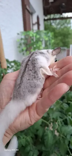 Sugar glider männlich 