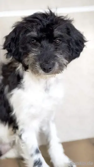 Welpenmädchen Heidi sucht ein Zuhause zum Großwerden und Glücklichsein