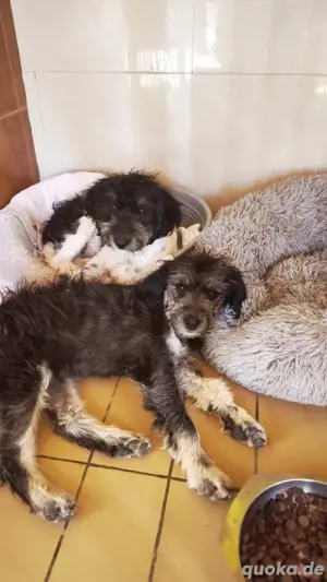 Welpenmädchen Heidi sucht ein Zuhause zum Großwerden und Glücklichsein Bild 4