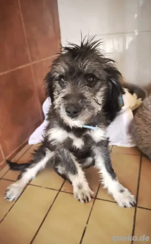 Klara   fröhliches Hundekind auf der Suche nach ihrer Familie