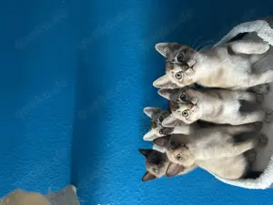 Tonkanese Kitten mit Stammbaum 