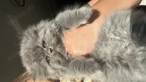Perser Katze kitten