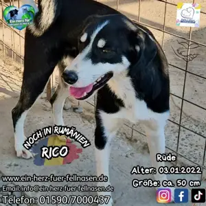 Rico wartet seit 3 Jahren auf ein Zuhause