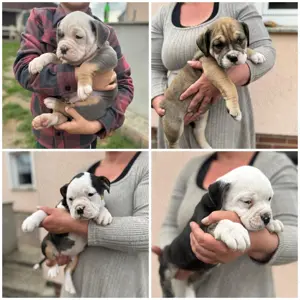 Old English Bulldog Welpen, OEB in schönsten Farben